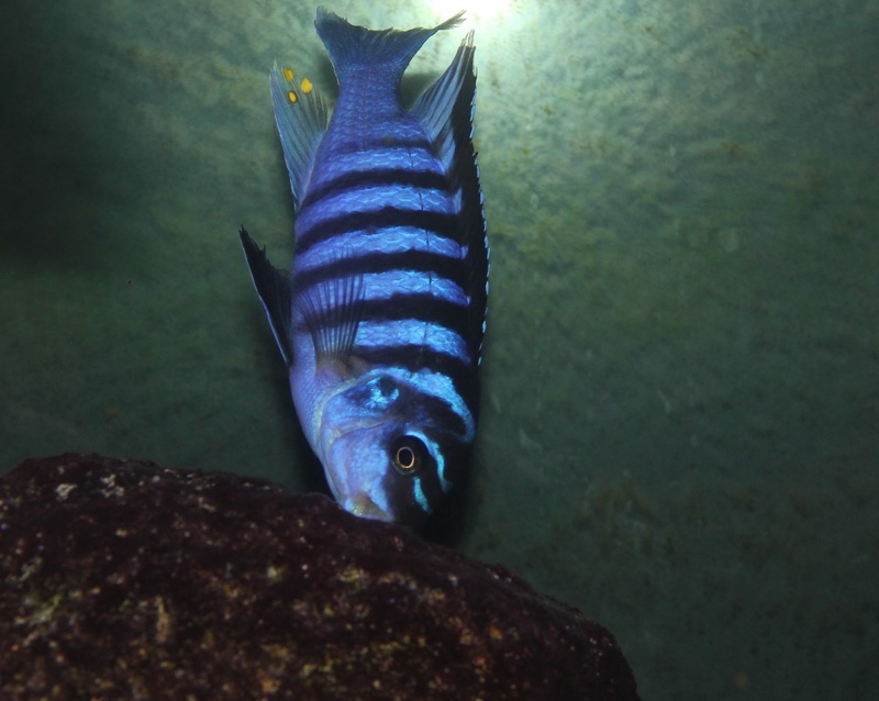 Maylandia fainzilberi 'Mphanga Rocks'